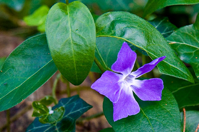 Flor morada con fondo de hojas verdes