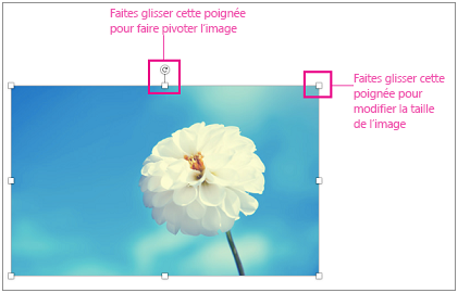 Image avec les poignées de redimensionnements mises en évidence