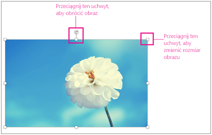 Obraz z wyróżnionymi uchwytami zmiany rozmiaru